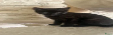 Mixed Breed Kitten 2
