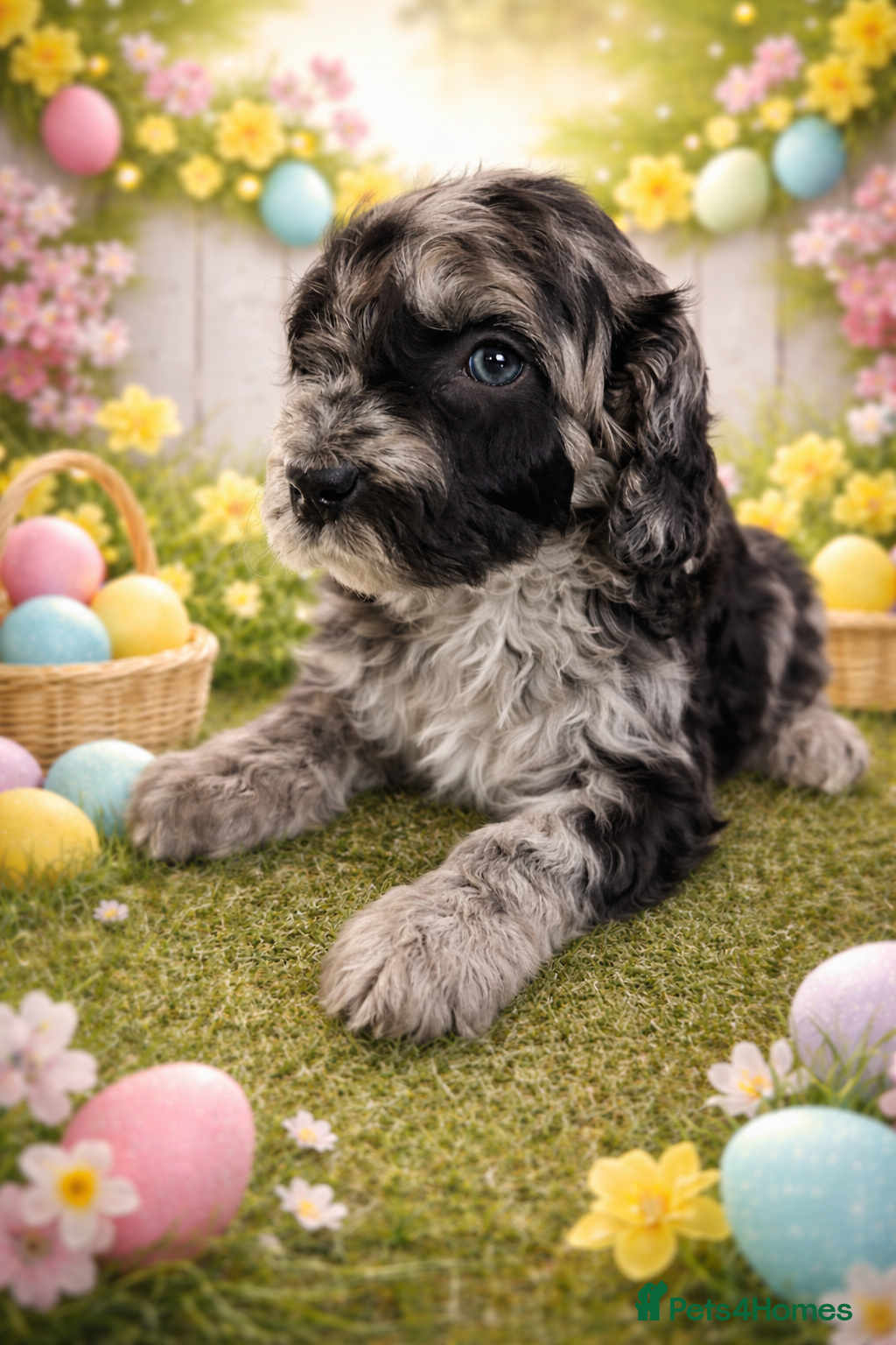 Australian Labradoodle dogs AUSTRALIAN LABRADOODLE  - Advert 5