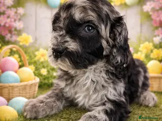 Australian Labradoodle dogs AUSTRALIAN LABRADOODLE - Advert 5