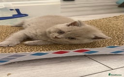British Shorthair cats for sale: Price reduced Reg gccf Liliac BSH two female  - Image 33