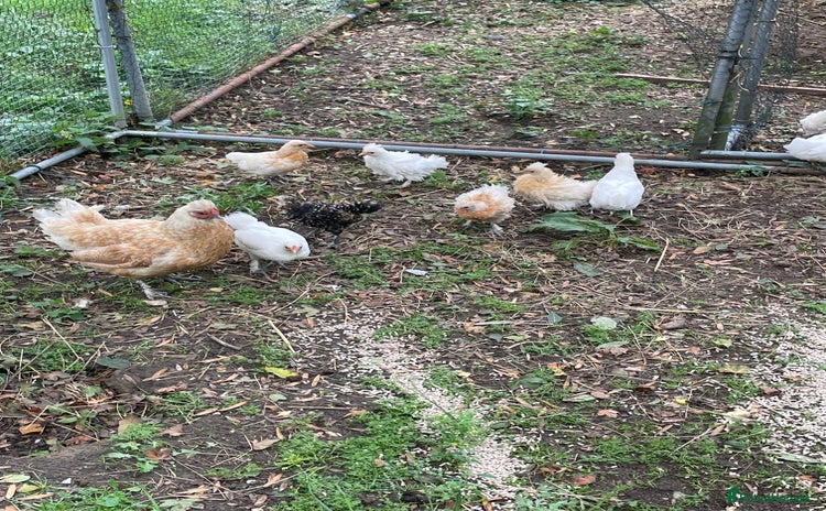 Chickens poultry - Advert 1