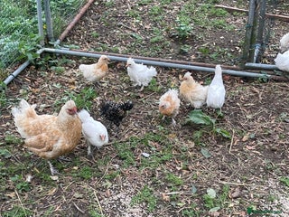 Chickens poultry - Advert 14