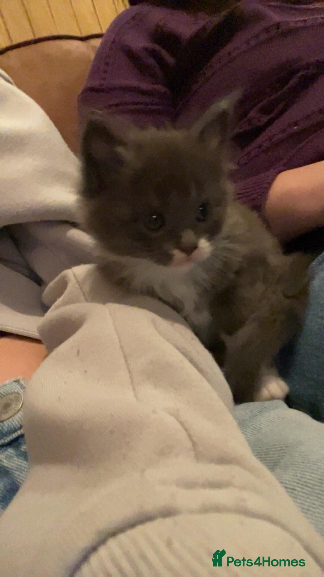 Maine Coon cats for sale: Beautiful Blue Maine Coon kittens - Advert 5