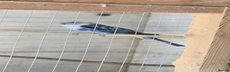 Parakeets birds for sale: Pair  rosellas for sale  in Aberystwyth - Advert 4