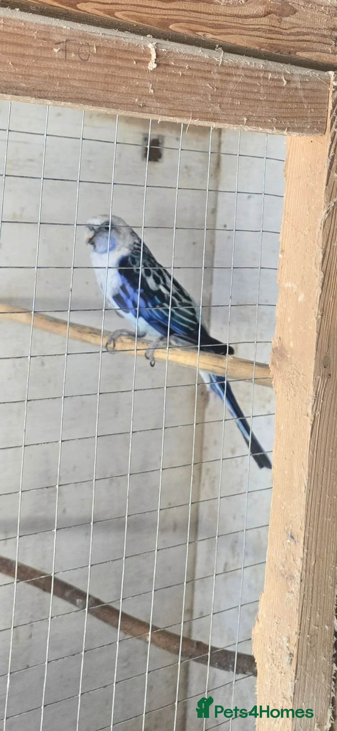 Parakeets birds for sale: Pair  rosellas for sale  in Aberystwyth - Advert 4