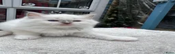 Ragdoll cats for sale: Gccf (champion) ragdoll kittens  - Advert 24