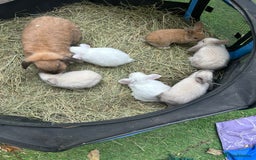 Mini Lop rabbits for sale: 6 pure baby mini lops  - Image 4
