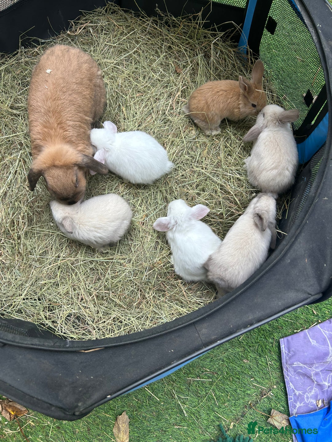 Mini Lop rabbits for sale: 6 pure baby mini lops  - Image 4