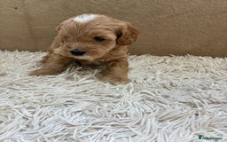 Sproodle dogs for sale: Lovely Sproodles (Springerpoos) - Image 19