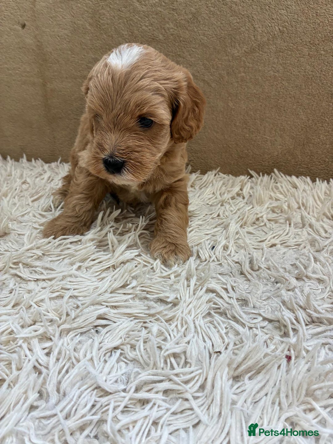 Sproodle dogs for sale: Lovely Sproodles (Springerpoos) - Image 19