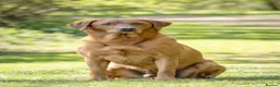 Labrador Retriever dogs for stud: Fox Red Labrador Stud - Jackson  - Advert 6