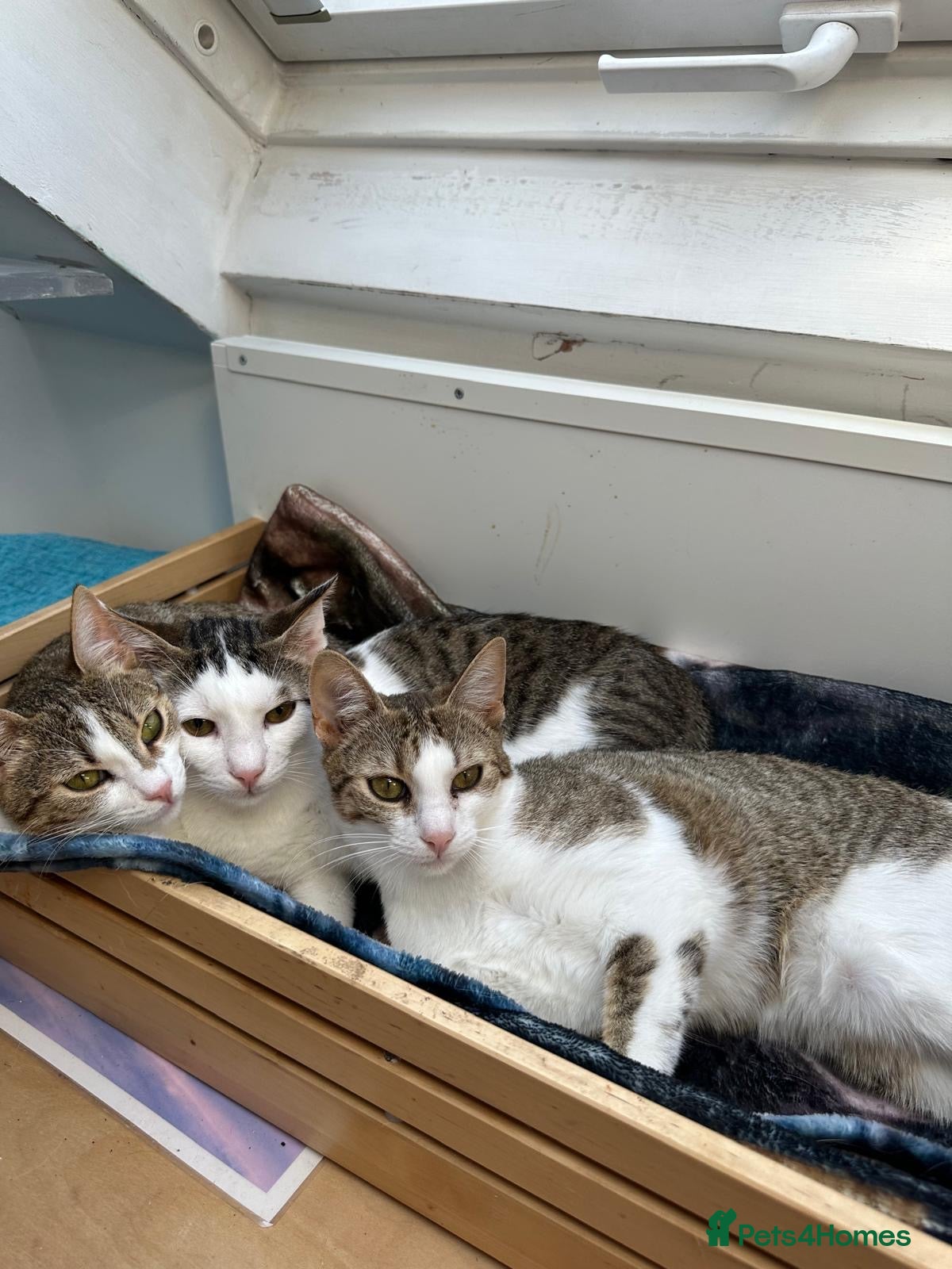 Mixed Breed cats Three kittens for sale - Advert 1