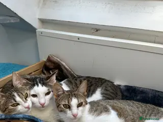 Mixed Breed cats Three kittens for sale - Advert 1