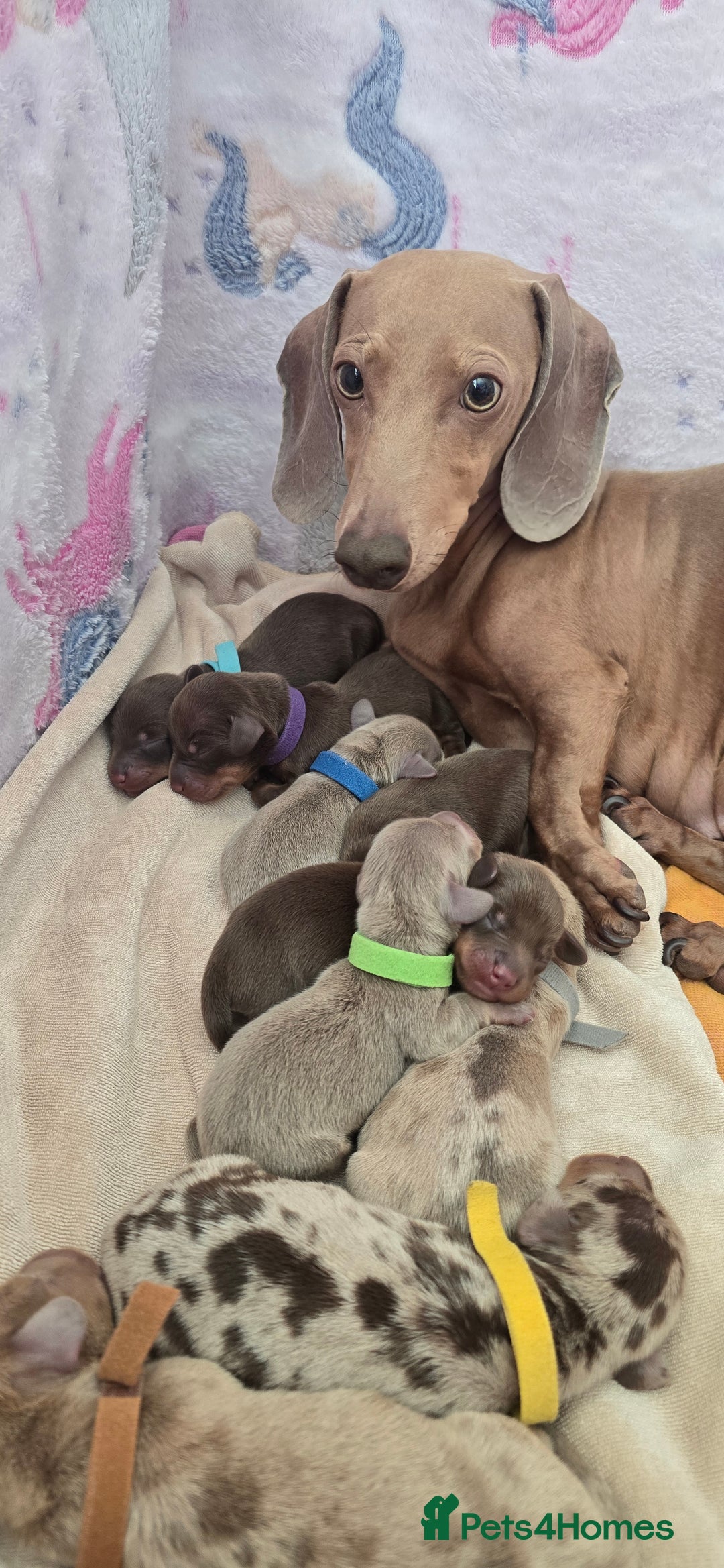 Miniature Dachshund dogs for sale: KC registered miniature Dachshund 🐶  - Advert 2