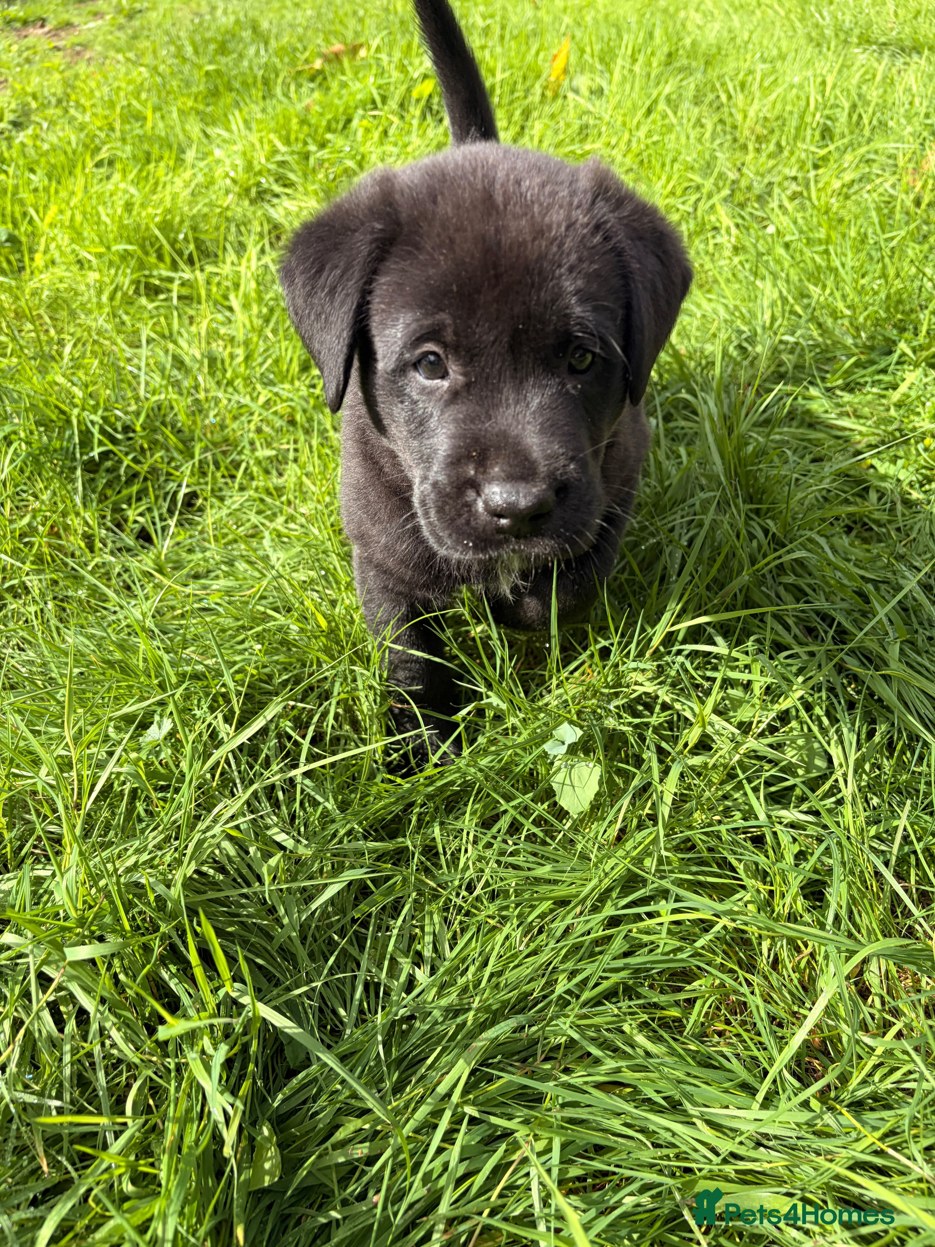 Mixed Breed dogs Lab+Akita adorable pups - Advert 2