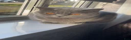British Shorthair cats for sale: Stunning British short hair kittens  - Advert 10