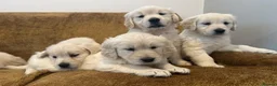 Golden Retriever dogs for sale: KC Registered Golden Retriever Puppies - Advert 25