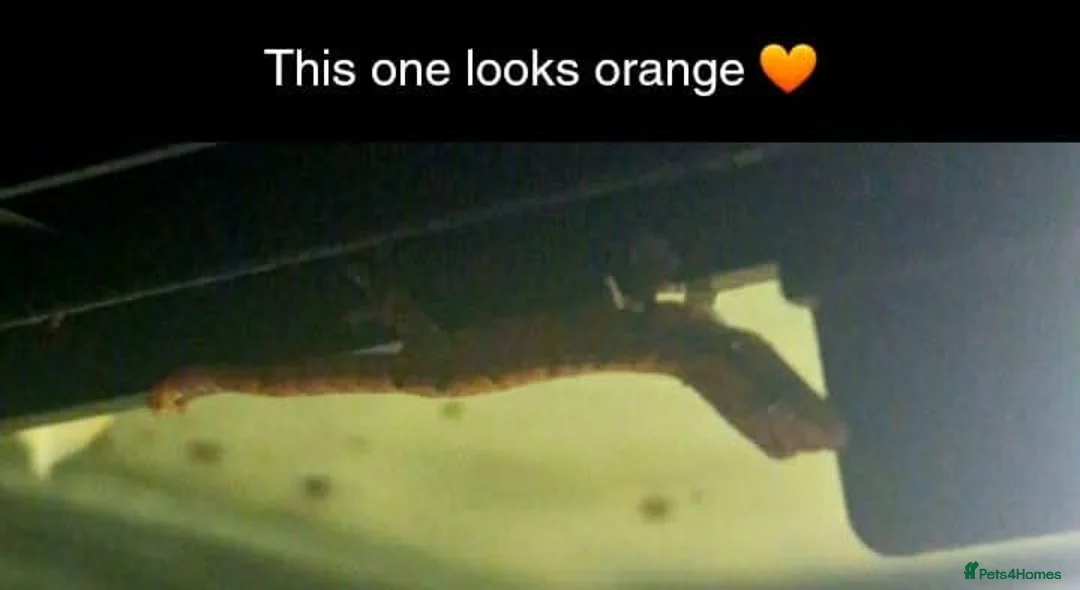 Gecko reptiles for sale: Mourning geckos. - Advert 39