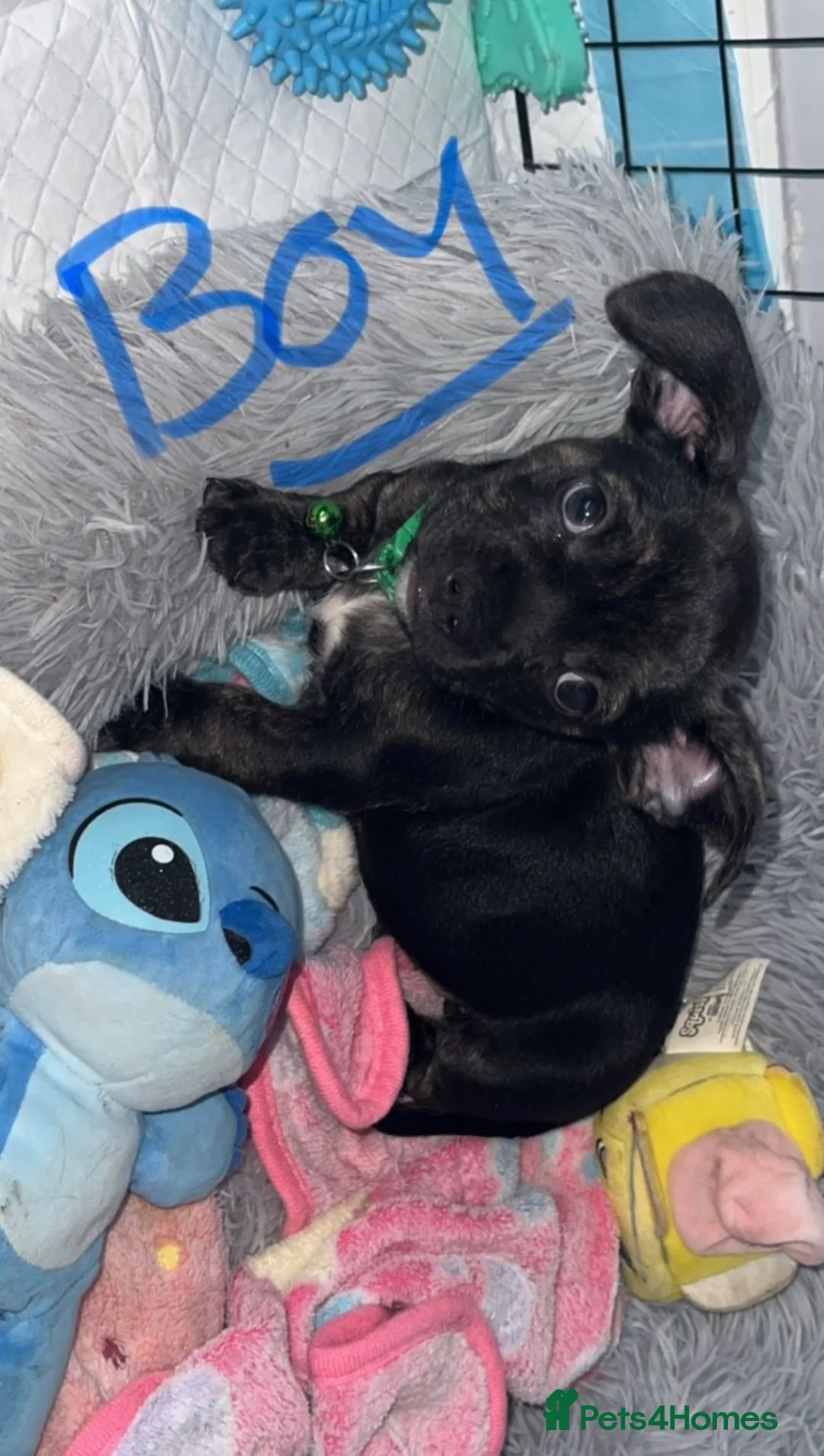 Mixed Breed dogs for sale: French x chiweenie in Newcastle upon Tyne - Advert 2