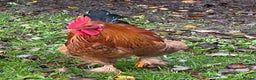 Chickens poultry for sale: 2 x 3 month old medium cockerels - Advert 3