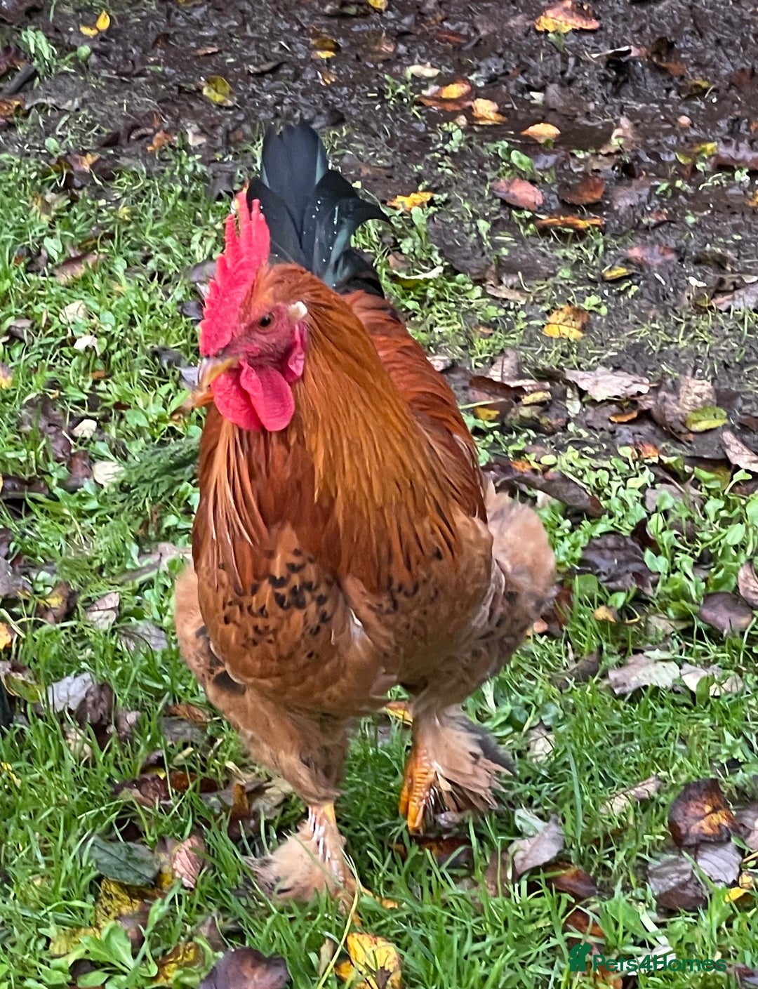 Chickens poultry for sale: 3 month old medium cockerels - Image 5