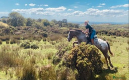 Appaloosa horses for sale: Perfect allrounder for sale - Image 17
