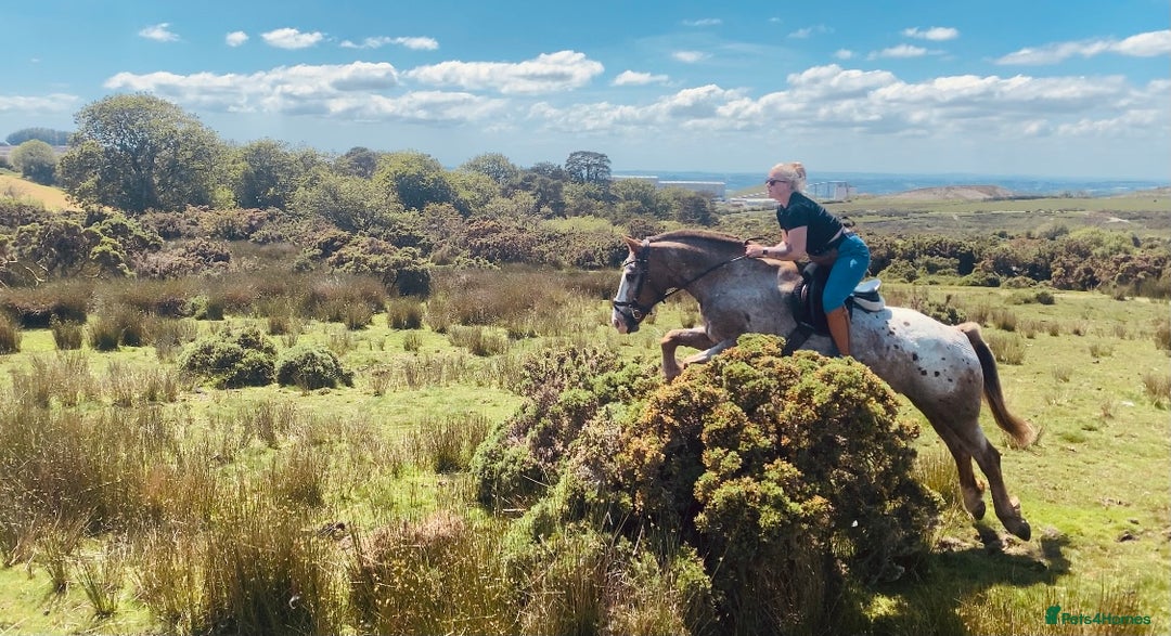 Appaloosa horses for sale: Perfect allrounder for sale - Image 17