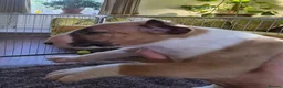 Bull Terrier dogs for sale: Outstanding Quality Bull Terrier Puppies - Advert 7