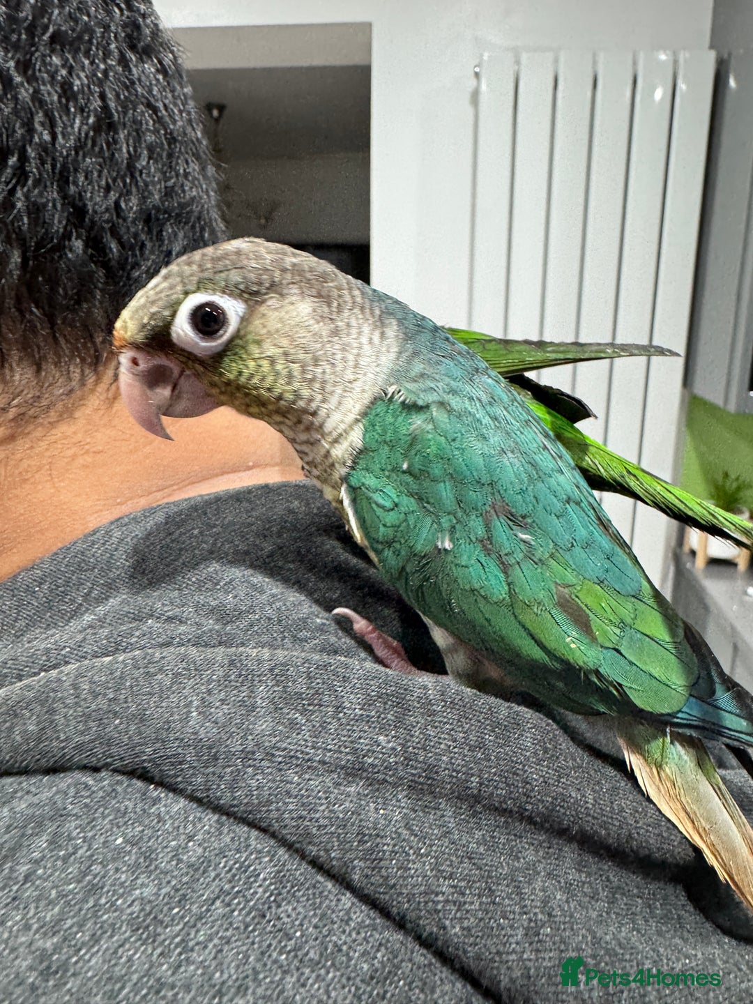 Lorikeets birds for sale: Hand fed baby conures for sale rare breed - Image 26
