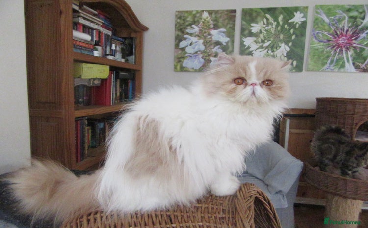 Persian cats - Advert 2