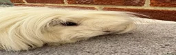 Guinea Pig rodents for sale: Peruvian sows x 2 - Advert 2