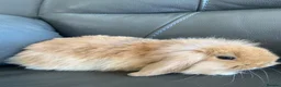 Mini Lop rabbits for sale: Mini Lops and Mini Lion Lops. Unusual colours. - Advert 3
