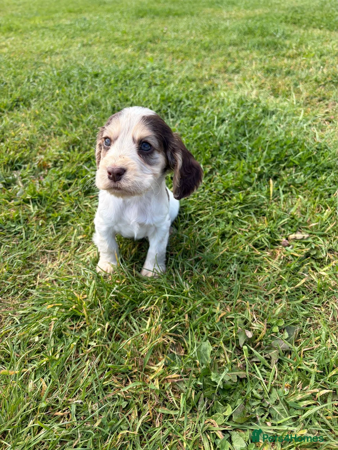 Cocker Spaniel dogs for sale: Cocker Spaniel puppies - Advert 2