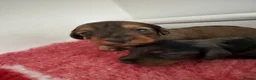 Doxiepoo dogs for sale: Ready 6th October 2 girls 2 boy Doxiepoos  - Advert 30