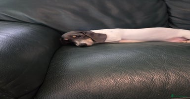 Miniature Dachshund dogs Kc registered Beautiful mini dachshund puppies - Advert 8