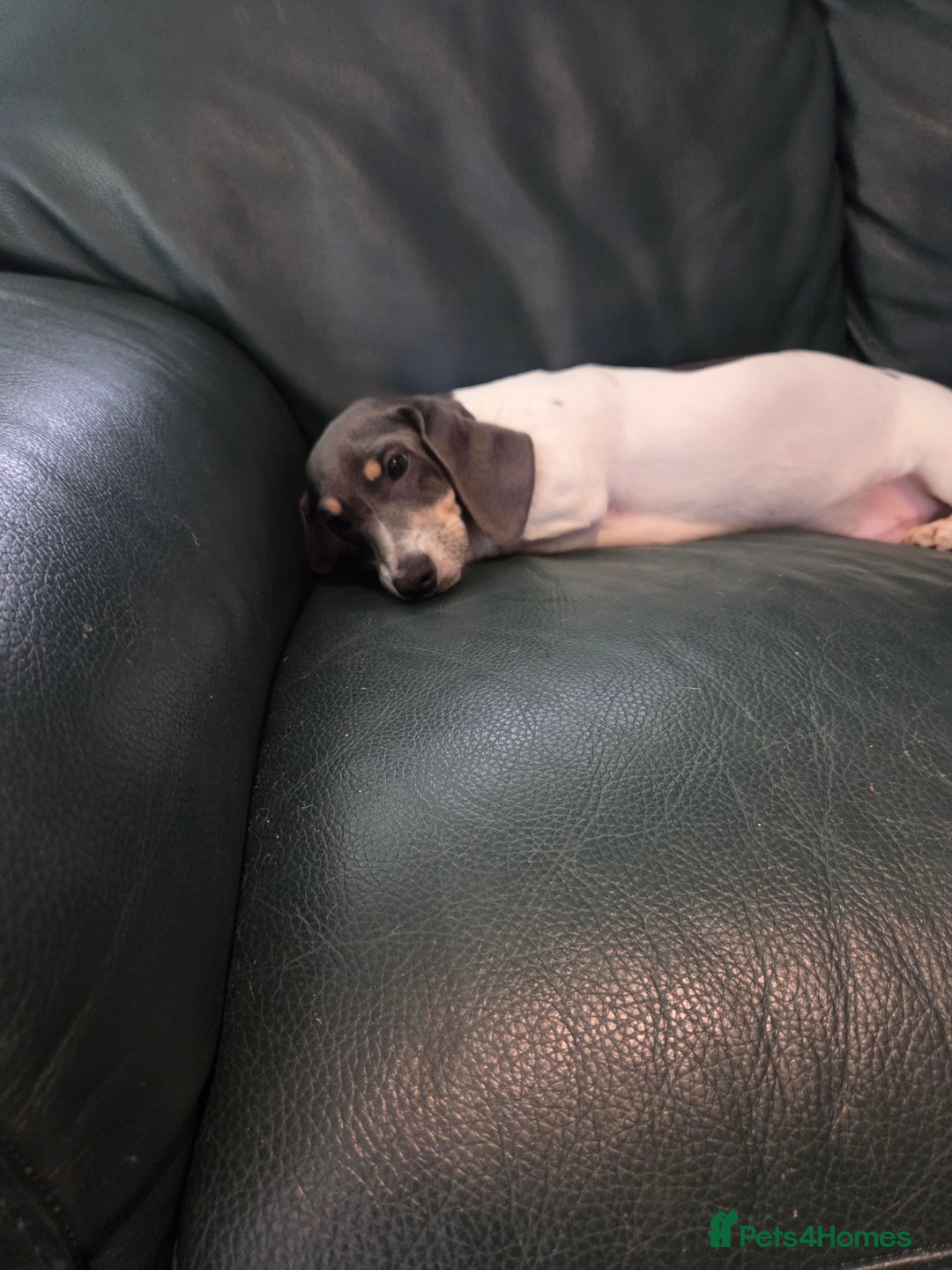 Miniature Dachshund dogs for sale: Kc registered Beautiful mini dachshund puppies - Advert 2