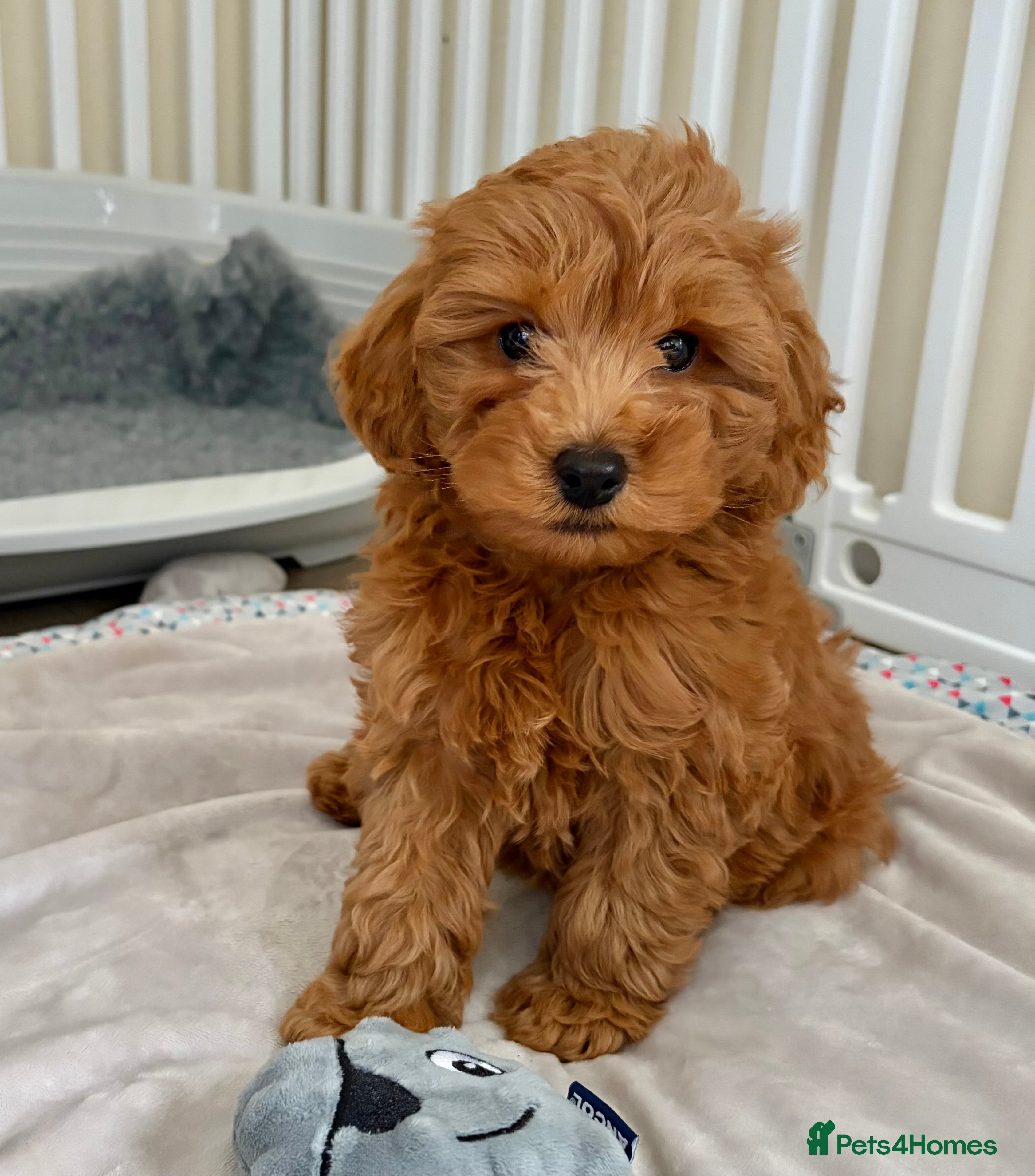 Cockapoo dogs Toy poodle/cockapoo puppies Health tested  - Advert 5