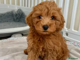 Cockapoo dogs Toy poodle/cockapoo puppies Health tested - Advert 10