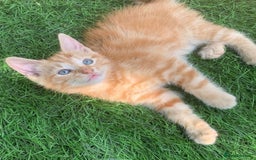 Mixed Breed cats for sale: Ginger tabby kittens - Image 3