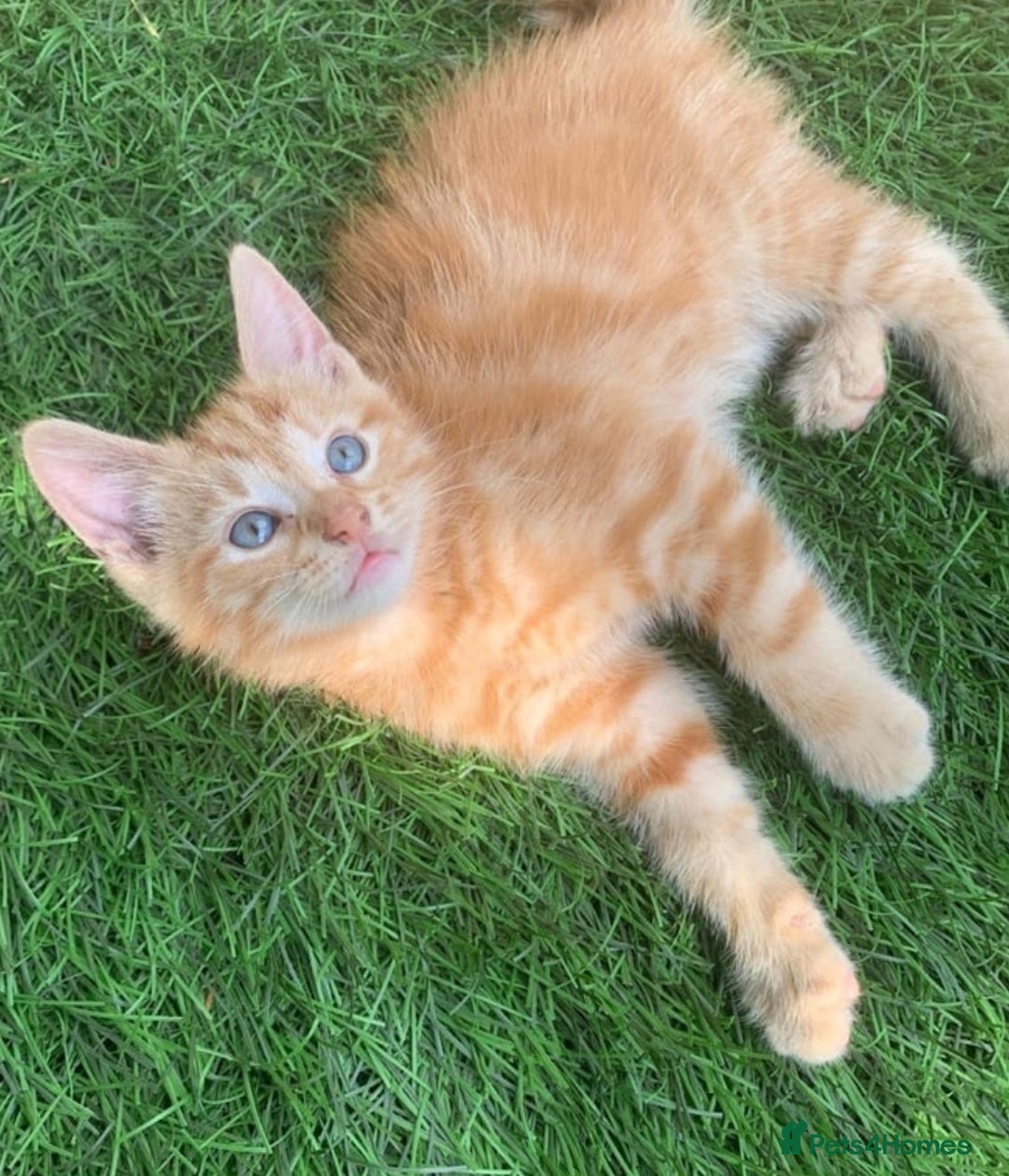 Mixed Breed cats for sale: Ginger tabby kittens - Image 3