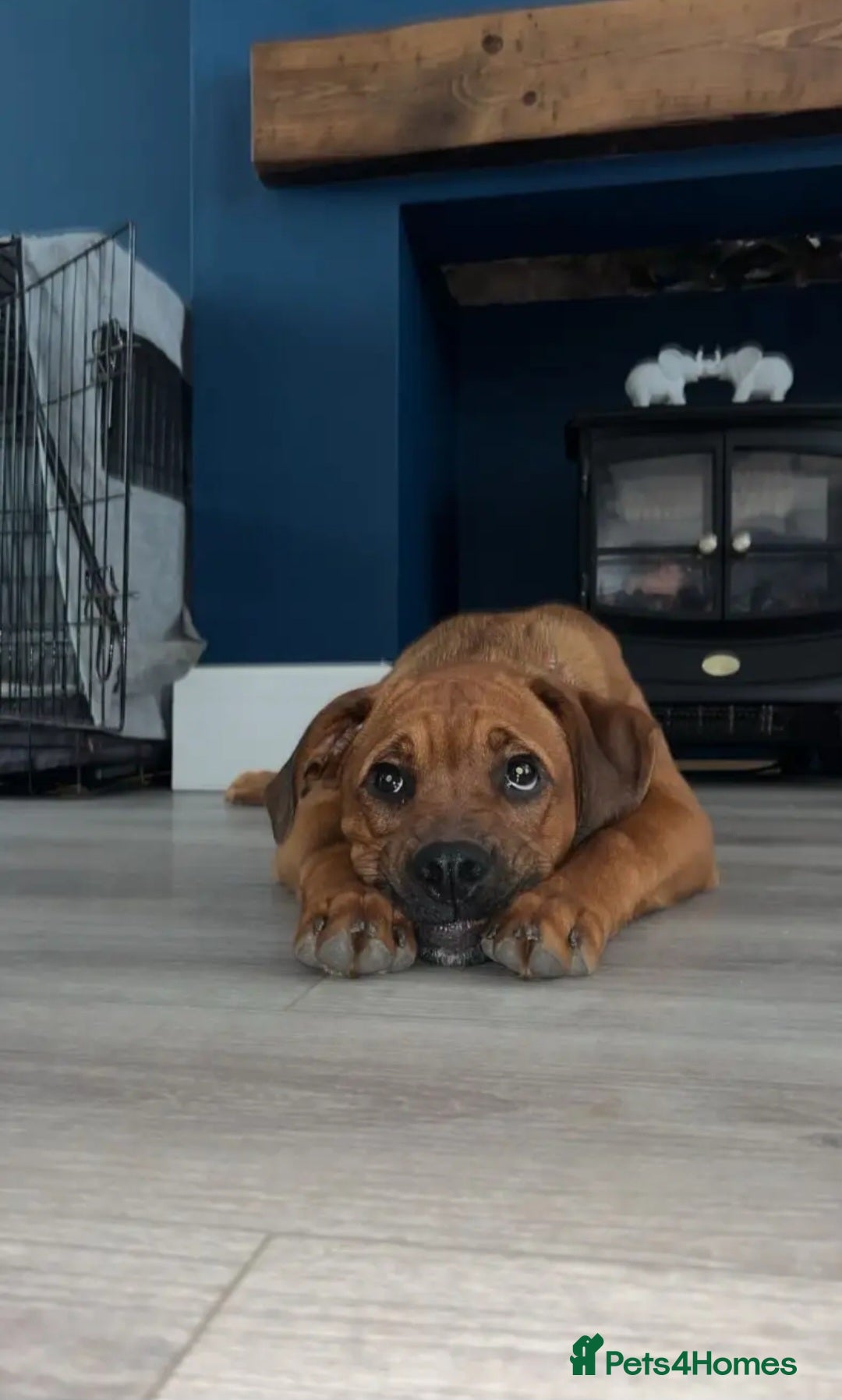 Mixed Breed dogs for sale: Boxodor  - Advert 6