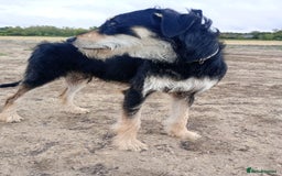 Lurcher dogs for sale: Beautiful Lurcher boy - Image 2