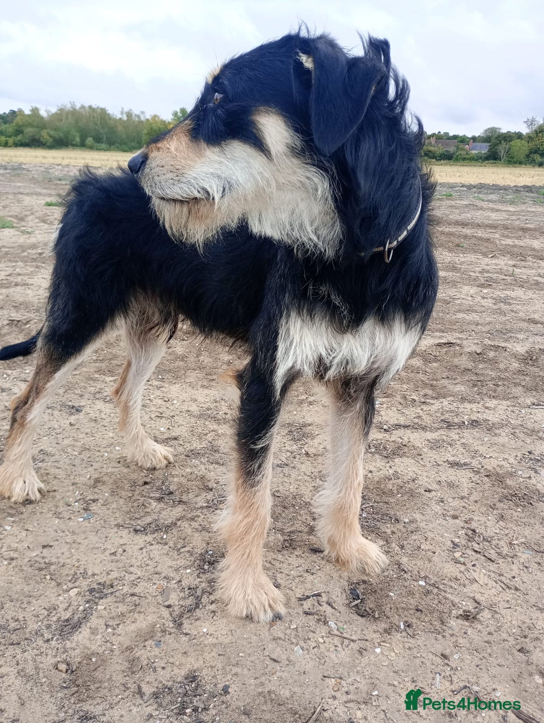 Lurcher dogs for sale: Beautiful Lurcher boy - Image 2
