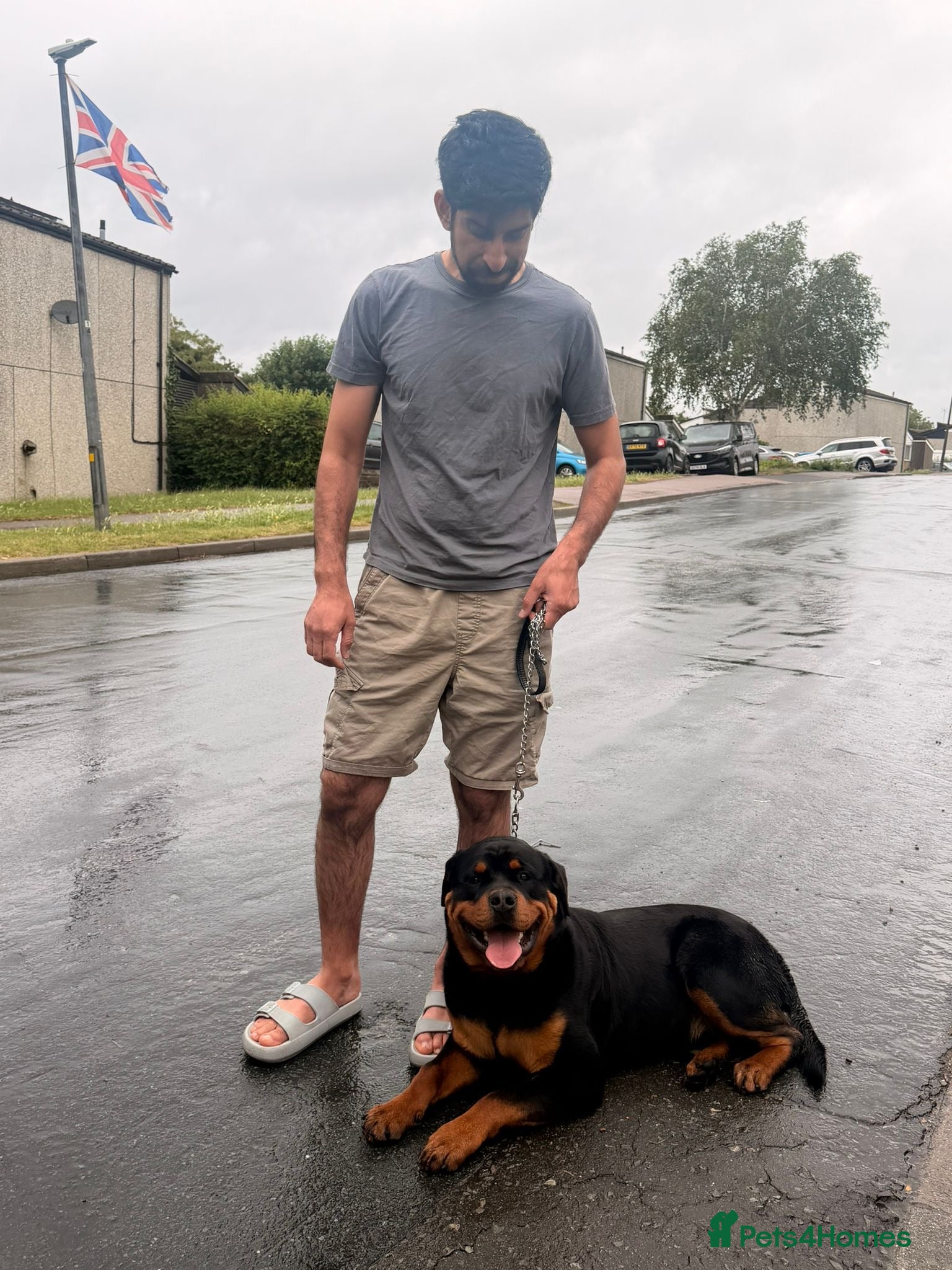Rottweiler dogs 10 month old German Rottweiler amazing bloodlines  - Advert 1