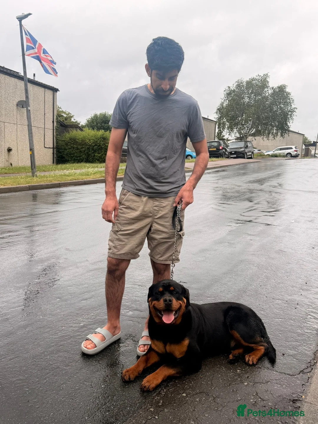 Rottweiler dogs for sale: 10 month old German Rottweiler amazing bloodlines  in Ilford - Advert 1
