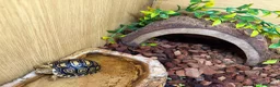 Tortoise reptiles for sale: Leopard Tortoises- babies - Advert 7