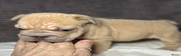 French Bulldog dogs for sale: French bulldog puppies Ready Now! - Advert 29