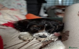 Cockapoo dogs for sale: UNIQUE SABLE BOY READY TO GO ✨ - Image 32