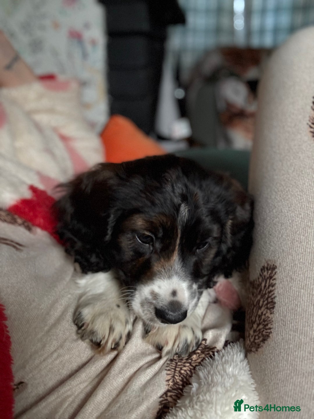 Cockapoo dogs for sale: UNIQUE SABLE BOY READY TO GO ✨ - Image 32