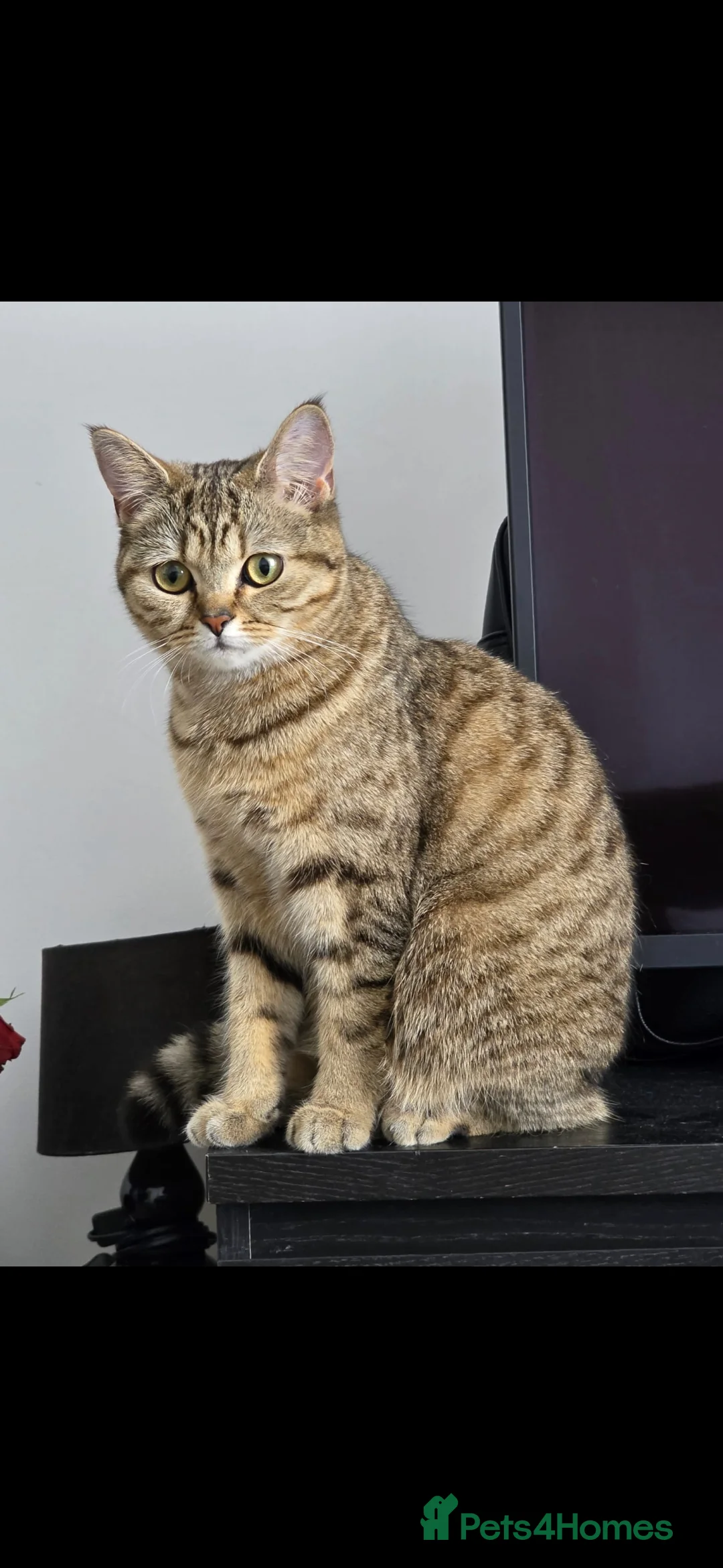 British Shorthair cats for sale: British shorthair kittens - Advert 2